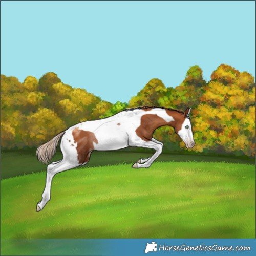 Horse Color:Gray Gold Champagne Splash Tobiano Rabicano