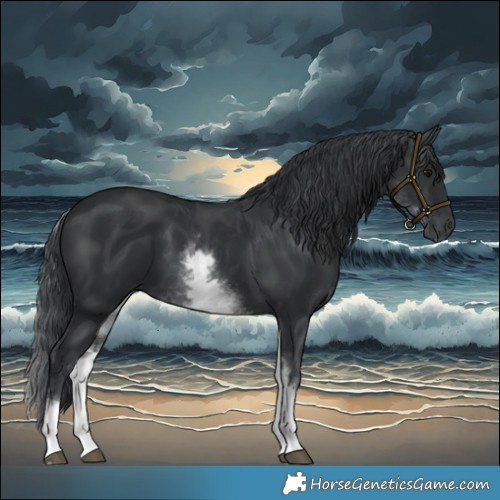 Horse Color:White Spotted Black