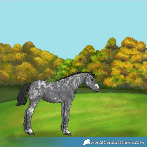 Horse Color:Black Ice 