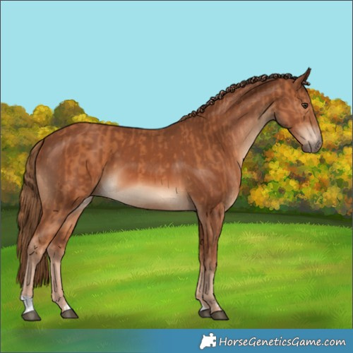 Horse Color:Chestnut  and Chestnut 