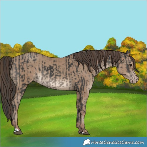 Horse Color:Black  and Classic Champagne 