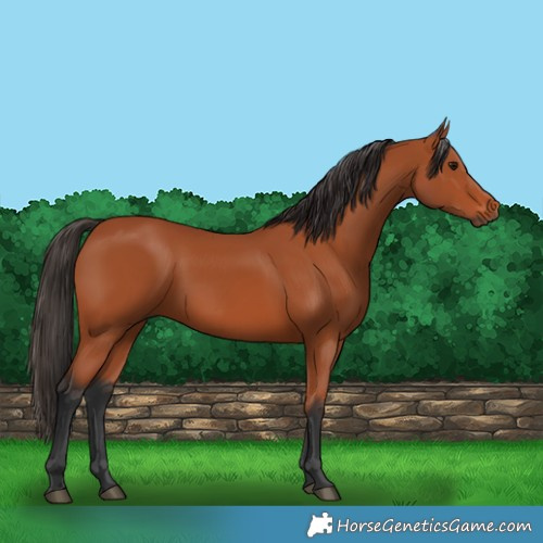 Horse Color:Bay 
