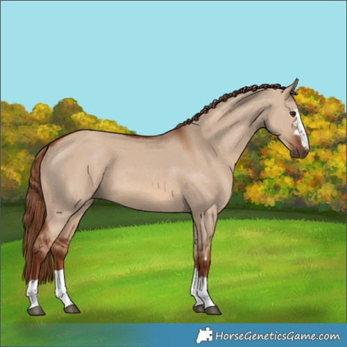 Horse Color:Unknown 