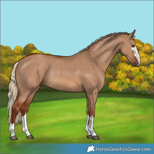 Horse Color:Unknown 