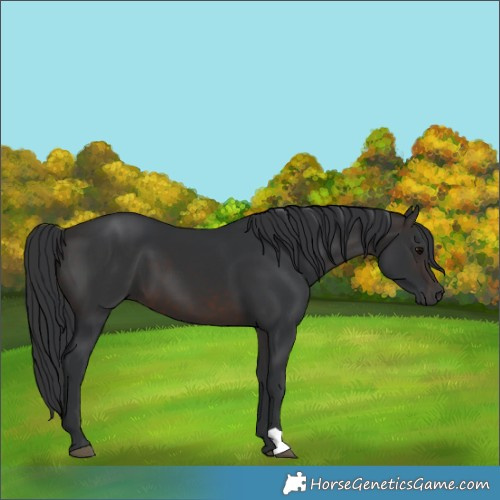 Horse Color:Brown 