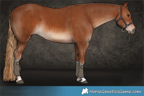 Horse Color:Chestnut and Chestnut