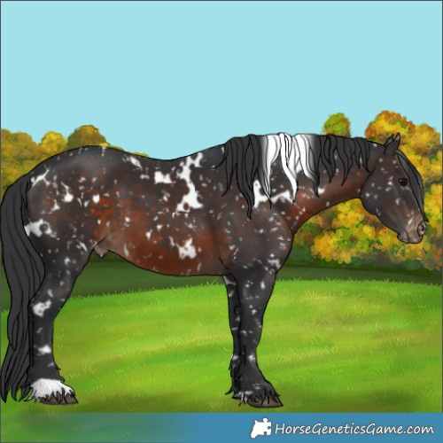 Horse Color:White Spotted Brown Snowflake Varnish