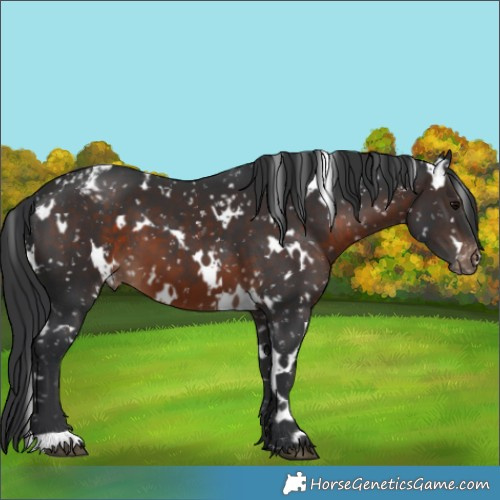 Horse Color:White Spotted Brown Snowflake Varnish