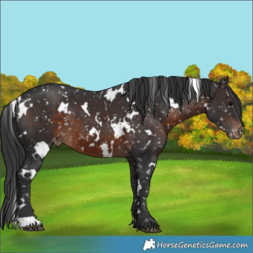 Horse Color:White Spotted Brown Snowflake Varnish