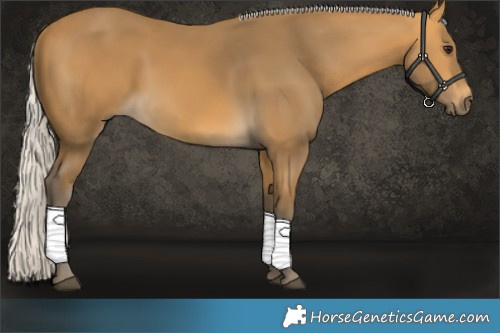 Horse Color:Silver Buckskin