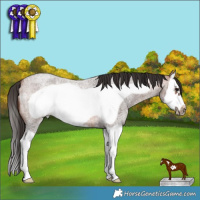Horse Color:Bay Roan Splash Frame 