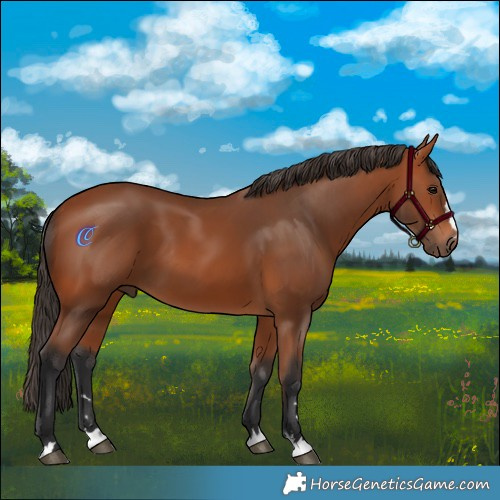Horse Color:Bay 