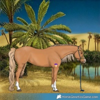 Horse Color:Chestnut 