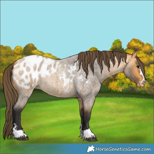 Horse Color:Buckskin Roan Appaloosa