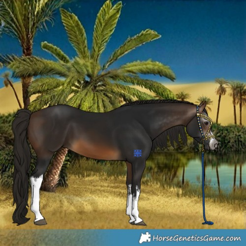 Horse Color:Gray White Spotted Buckskin 