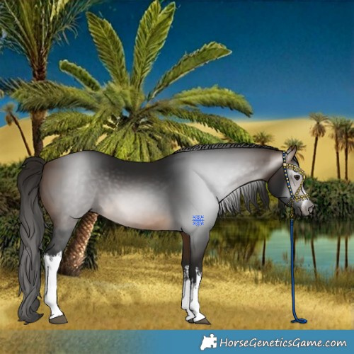 Horse Color:Gray White Spotted Buckskin