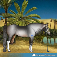 Horse Color:Gray White Spotted Buckskin