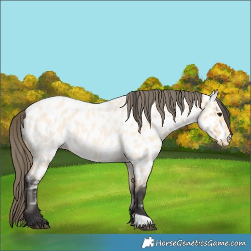 Horse Color:Buckskin Roan Appaloosa