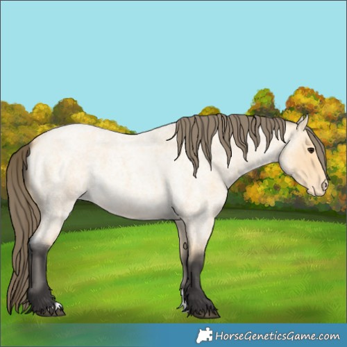 Horse Color:Buckskin Roan Appaloosa