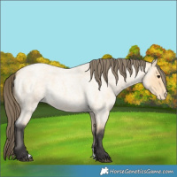 Horse Color:Buckskin Roan Appaloosa