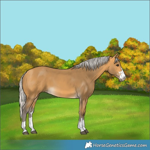 Horse Color:Silver Buckskin 