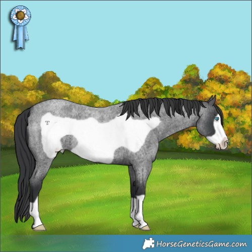 Horse Color:Blue Roan Frame