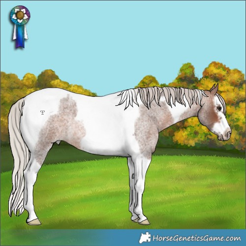 Horse Color:Silver Brown Roan Splash Tobiano Frame Rabicano