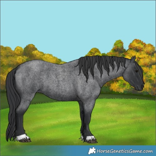Horse Color:Blue Roan