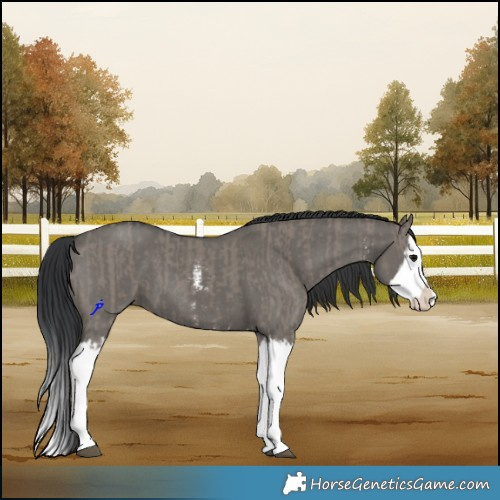 Horse Color:Grullo Sabino Splash and Grullo Sabino Splash