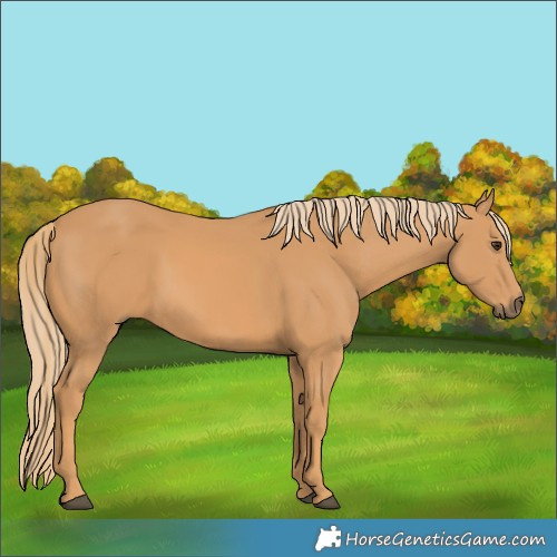 Horse Color:Unknown 