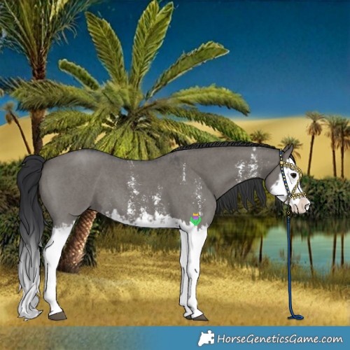 Horse Color:Grullo Sabino Splash  and Grullo Sabino Splash 