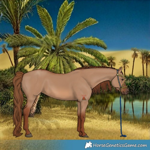 Horse Color:Red Dun