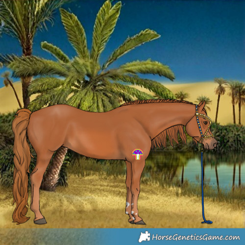 Horse Color:Chestnut 