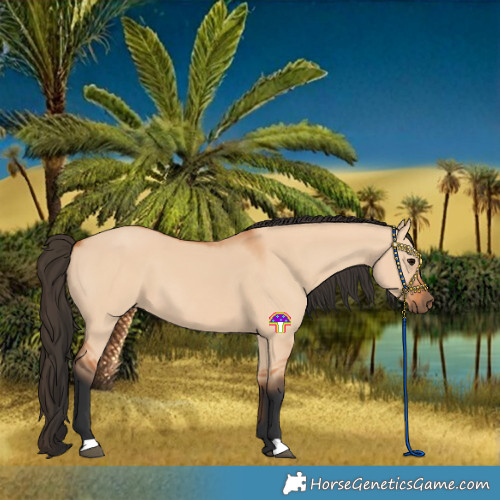 Horse Color:Bay Dun