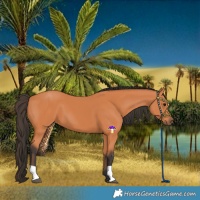 Horse Color:Bay 