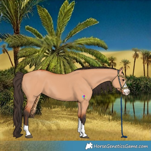 Horse Color:Bay Dun