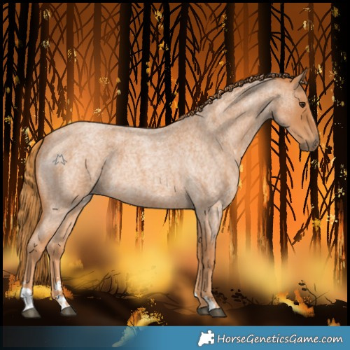 Horse Color:Red Roan 