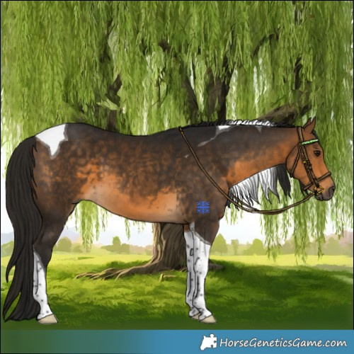Horse Color:Gray Buckskin Tobiano 