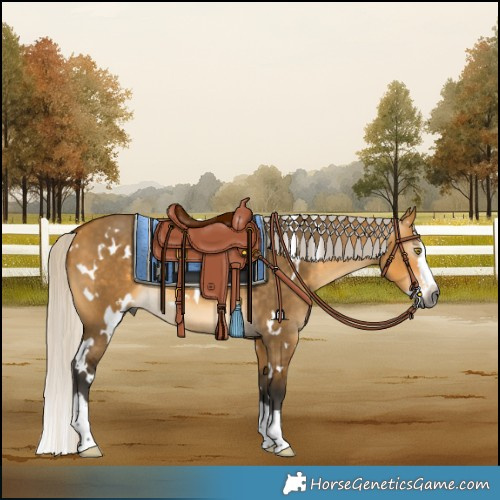 Horse Color:Gray White Spotted Silver Buckskin Dun Splash 
