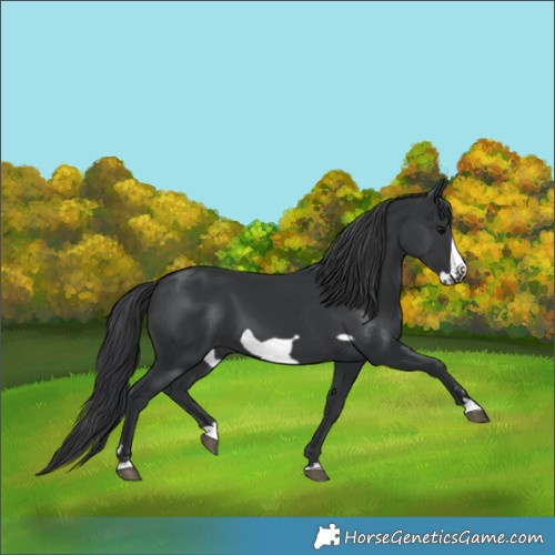 Horse Color:Black Frame 