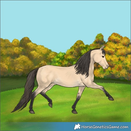 Horse Color:Buckskin