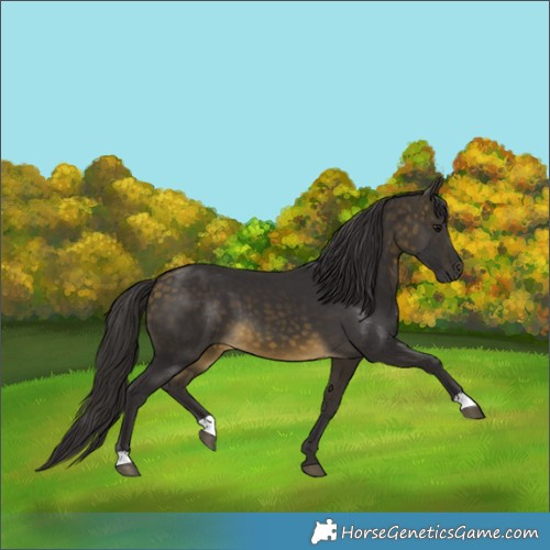 Horse Color:Buckskin