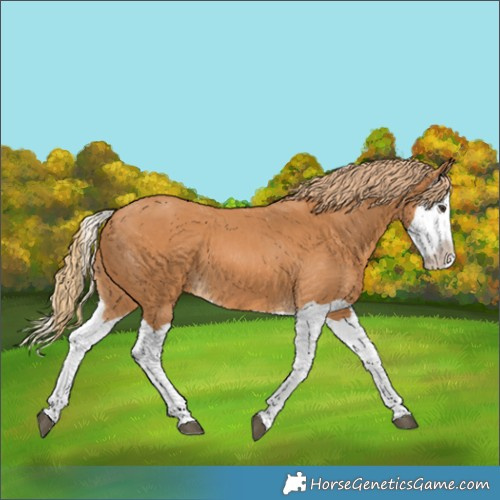 Horse Color:Chestnut Splash 