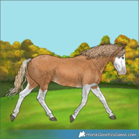 Horse Color:Chestnut Splash 