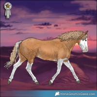 Horse Color:Chestnut Splash