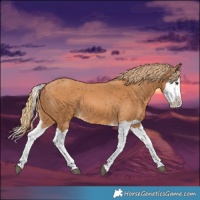 Horse Color:Chestnut Splash 