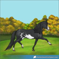 Horse Color:Black Frame