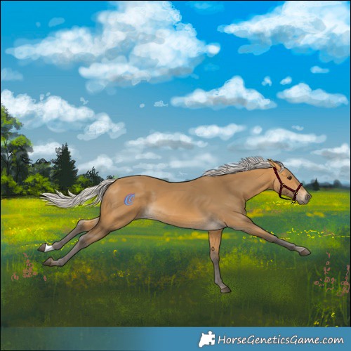 Horse Color:Silver Buckskin