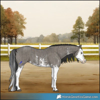 Horse Color:Grullo Sabino Splash  and Grullo Sabino Splash 