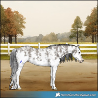 Horse Color:Smoky Grullo Sabino Splash 